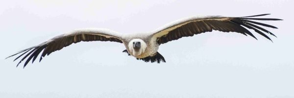 SKUA Nature Group – Avistamiento de aves SKUA Nature Group – Avistamiento de aves