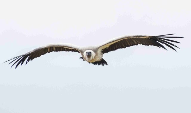 SKUA Nature Group – Avistamiento de aves