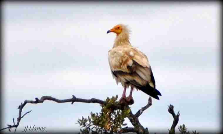 Alimoche